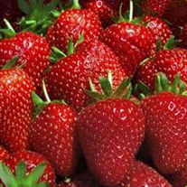 bunch of strawberries