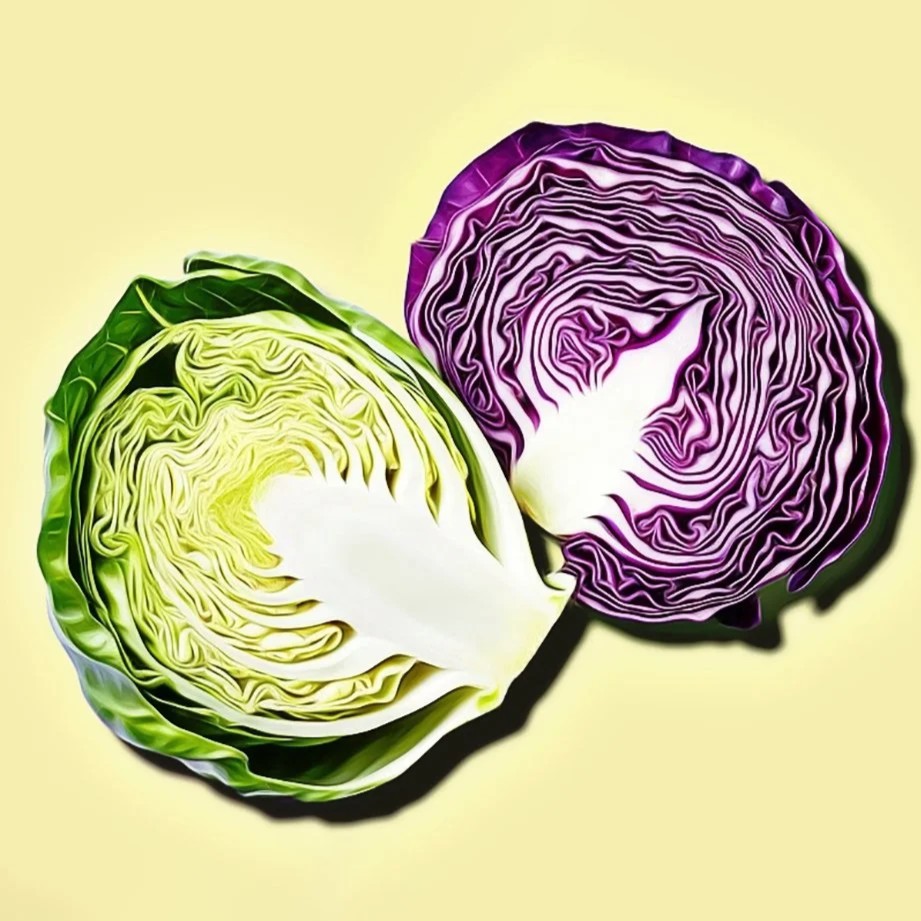 green and purple cabbage heads sliced in half