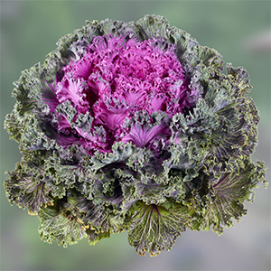 Rainbow Kale.