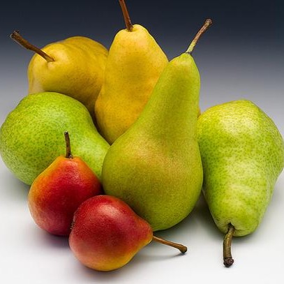 variety of pears