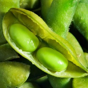 Opened edamame pod